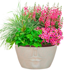   () Idealist Face Planter  (FFP-BEG-55)