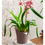   () Lechuza () Orchidea -